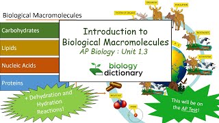 Introduction to Biological Macromolecules  AP Biology 13 [upl. by Ivett]