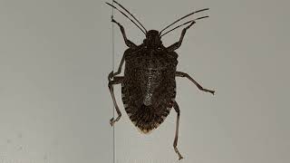 Brown Marmorated Stink Bug Asks For Photoshoot [upl. by Coralie]