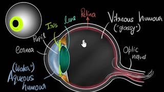 Defects of vision  Myopia and Hypermetropia  The Human Eye 3d Animation [upl. by Nylesoy422]