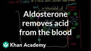 Aldosterone removes acid from the blood  Renal system physiology  NCLEXRN  Khan Academy [upl. by Sadick]