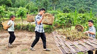 On Sunday Phuong Vy helps her uncle harvest peanuts in the field bring them home to eat and dry [upl. by Lekar]