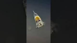 This is a Planktonic Rotifer Named Synchaeta biodiary shorts microscopicview viralvideo 👍🤗 [upl. by Inihor]