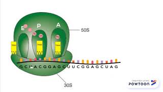 Chloramphenicol Mechanism of Action [upl. by Edmonds115]