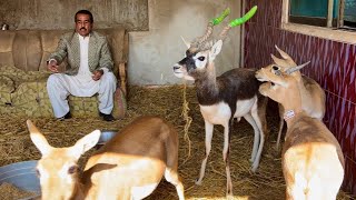 Black Buck Deer Breeding Farm How To Start Deer Farming Goat Farming Bakra Farm Hsn Entertainment [upl. by Noiro]