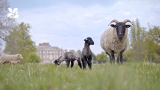 Lambing at Wimpole Estate [upl. by Okubo]