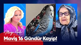 90 yaşındaki Ayşe Teyze muhabbet kuşu Mavişi arıyor  Müge Anlı ile Tatlı Sert 14 Eylül 2023 [upl. by Wagshul496]