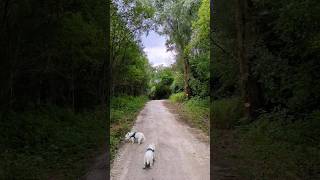 Dog walk through Forest Bank Country Park in Salford [upl. by Icat200]