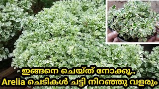 ഇങ്ങനെ ചെയ്ത് നോക്കൂAralia ചെടികൾ ചട്ടി നിറഞ്ഞു വളരുംAralia Plant Care MalayalamSR Vlogs by Naji💕 [upl. by Rehm]