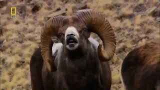 Wild Russia Siberia National Geographic amp Discovery HD Channel Official YouTube 2 [upl. by Tarton]