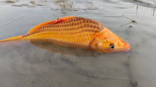 Jumbo Toy Assamble is livevideo  Traditional village boy fish catching video in River 2024 [upl. by Yaras]