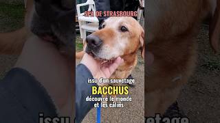 Adopté Issu dun sauvetage Bacchus 11 ans se sent enfin dorloté à la SPA de Strasbourg chien [upl. by Ellecrag]