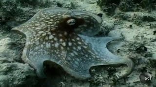 Underwater Chromatophores  Outrageous Acts of Science [upl. by Romano915]