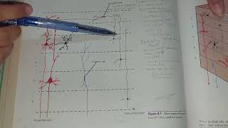 NEUROANATOMYCerebral Cortexch8 Part 1 [upl. by Wilda]