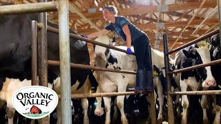 Milking Cows in an 8 Swing Parlor  Kristina Ralph  Organic Valley [upl. by Oaks]