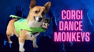 Corgi Dance Monkeys [upl. by Nanete]