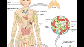 ระบบน้ำเหลืองLymphatic systemBioMastery [upl. by Vada553]