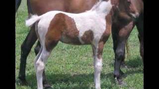 2006 crop of skewbald standardbred foals by Medicine Dance [upl. by Cathy596]