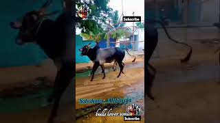 sureah bulls sahukara and Maharaja pls do subscribe and bulls lover sonu [upl. by Aesoh]