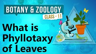 What Is Phyllotaxy of Leaves  Morphology of Flowering Plants  Biology Class 11 [upl. by Llerrad]