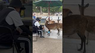 こんな所に沢山の鹿・外国人観光客☹️Short Videos Japan 🇯🇵 Nara Park Vlog [upl. by Ozmo]