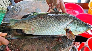 Amazing Fish Cutting Skills Barramundi Fish Cutting Skill By Expert Fish Cutter in Indian [upl. by Eulalie]