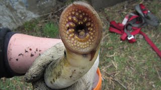 Parasites in the Shallows  Sea Lamprey Monitoring [upl. by Amoritta]