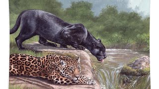 Jaguar Vs Panther 6 Key Differences Explained [upl. by Errised103]