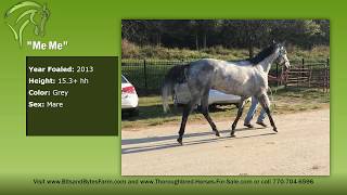 Dappled Gray Mare For Sale  Bits amp Bytes Farm [upl. by Plath632]