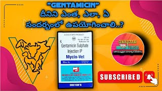 Gentamicin injection uses and dosage by veterinary telugu veterinarymedicine veterinary [upl. by Brink]