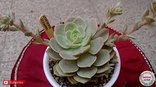 Succulent Echeveria Elegans Getting New Babies amp Buds [upl. by Zephan826]