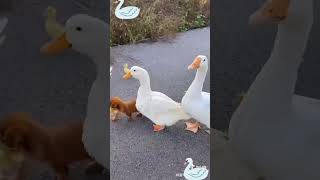 duck dog funny video trending shorts video2024 [upl. by Terag328]