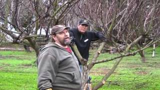 Apricot Pruning [upl. by Scoville529]