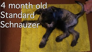 4 Month Old Standard Schnauzer  Burt updates 3 [upl. by Retsae760]