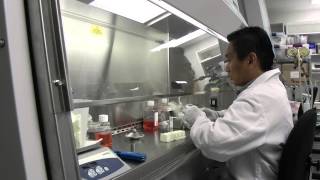 Malaria culture Cryopreservation [upl. by Massingill]