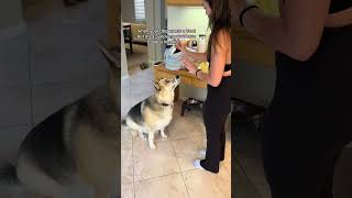 Aww Adorable Husky Puppy Gets a Blessing with His Treat 🥺😇 Cute Dog Video TikTok funny cute [upl. by Bobker]