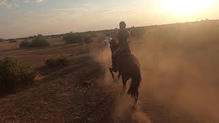 Long video of an evening canter in Botswana [upl. by Anayek774]