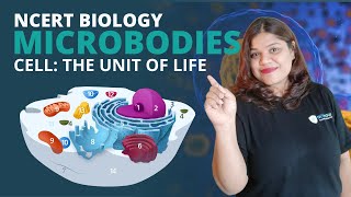 Microbodies  Cell  Class 11 Biology [upl. by Biondo]