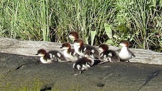 Common Merganser Chicks Starting Their Day [upl. by Refinaj711]