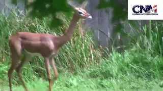 Gerenuk small antelope Walks Toward Me  in HD [upl. by Shalom]