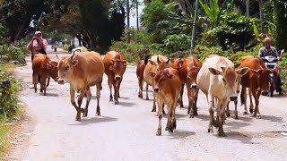 Suara sapi berkeliaran di jalan pedesaan memanggil kawanan pulang ke kandang  sapi lucu sapi joget [upl. by Ardisj]