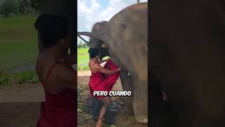 ¡Este elefante hizo rica a esta mujer 🐘😱💸 [upl. by Sasha75]