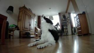 Border collie howling at baby commercial [upl. by Silvester958]