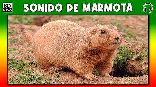 SONIDO DE MARMOTA 🐾 [upl. by Folger]