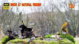 Birds at natural feeder compilation  4K HDR  CATs tv [upl. by Anaeel]