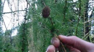 Tree identification walk around Elvaston castle Part 1 [upl. by Neale]