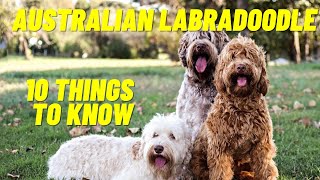 Australian Labradoodle  Top 10 Things To Know About the Australian Labradoodle Puppies and more [upl. by Thetos]