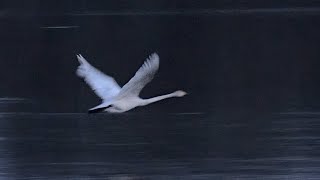 The Sound Of Swan Wings [upl. by Grim]