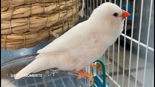 Zebra finch singing beautiful song [upl. by Silenay]