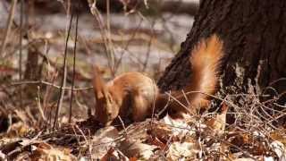 Sciurus vulgaris Eekhoorn Red Squirrel Eichhornchen [upl. by Cassil229]