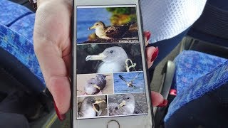 Cagarro  Corys Shearwater bird  Terceira Azores [upl. by Zaneski]